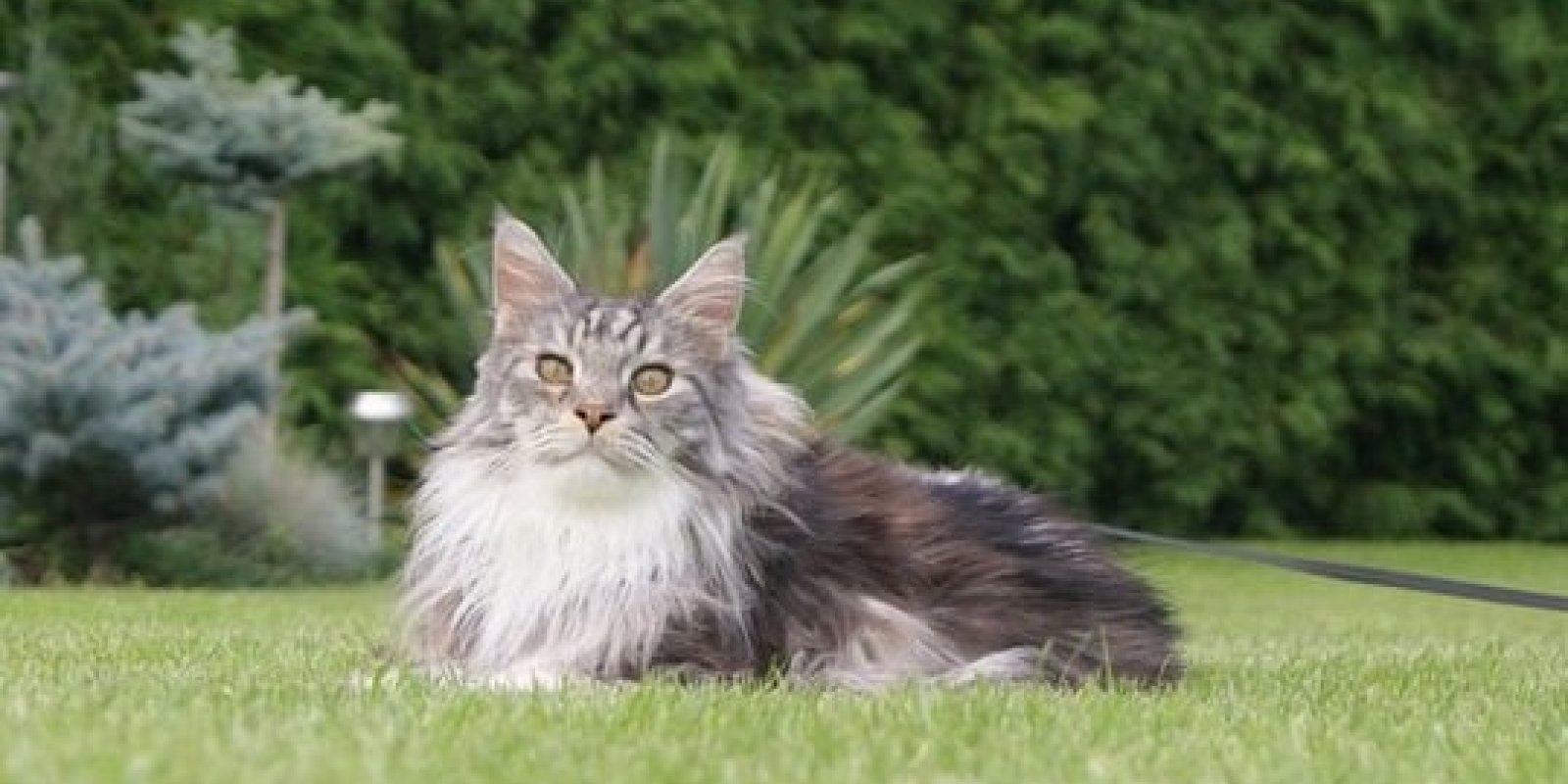 Mainská mývalí kočka